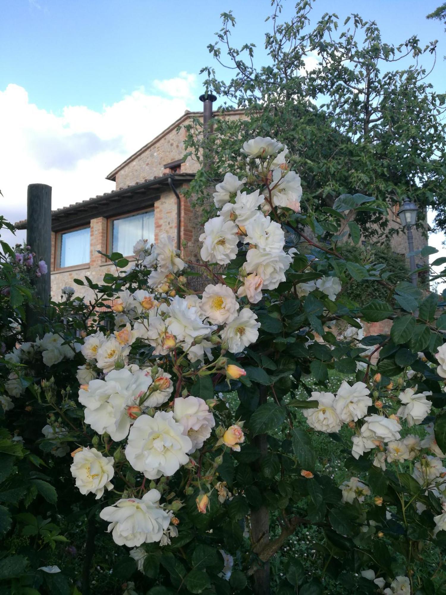 Agriturismo Cornieto Villa Monteleone dʼOrvieto Esterno foto